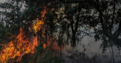 kebakaran-hutan-lindung-sungai-harapan-batam-diduga-akibat-pembakaran-sampah