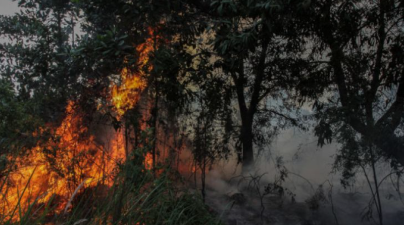 kebakaran-hutan-lindung-sungai-harapan-batam-diduga-akibat-pembakaran-sampah