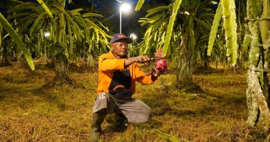 kampung-buah-nongsa-jadi-sentra-agrowisata-pemkot-batam-genjot-pertumbuhan-umkm