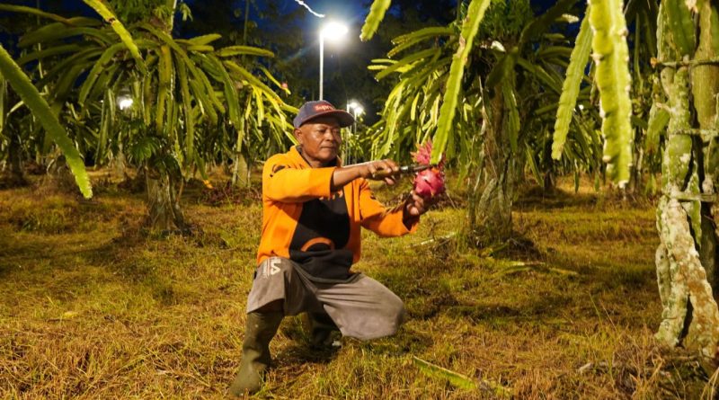 kampung-buah-nongsa-jadi-sentra-agrowisata-pemkot-batam-genjot-pertumbuhan-umkm